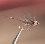 winter stonefly - Rocky River Trout Unlimited