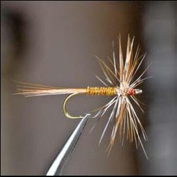 Gray Fox Variant - Rocky River Trout Unlimited